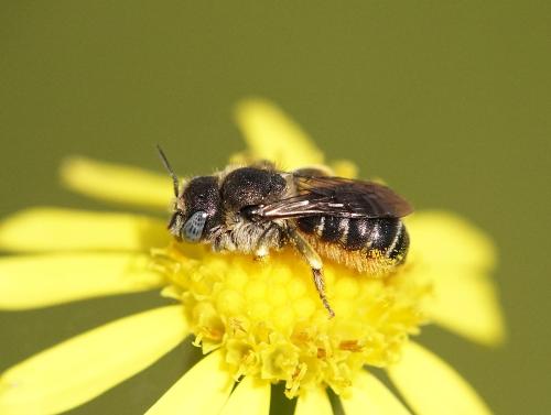 Réf. 315 017 : Osmia spinulosa